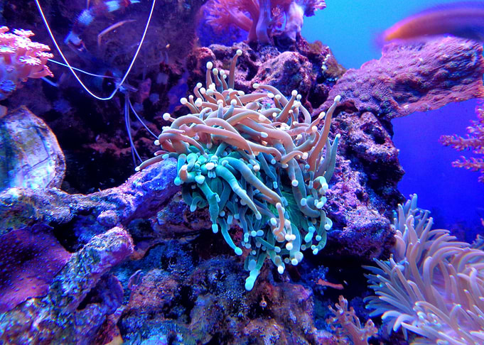 Colorful corals