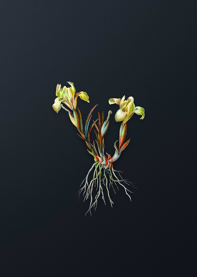 Vintage Sand Iris Flower
