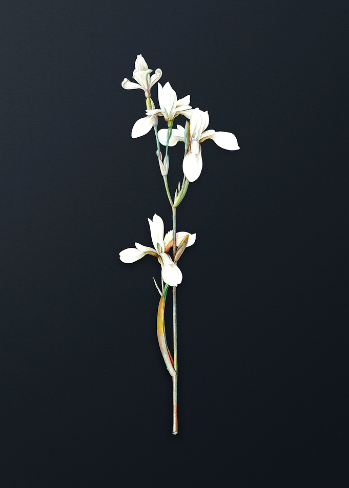 Vintage Siberian Iris