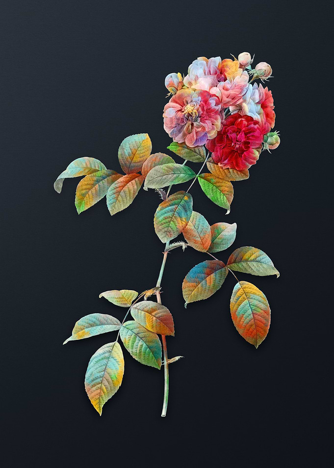 Seven Sisters Roses Flower