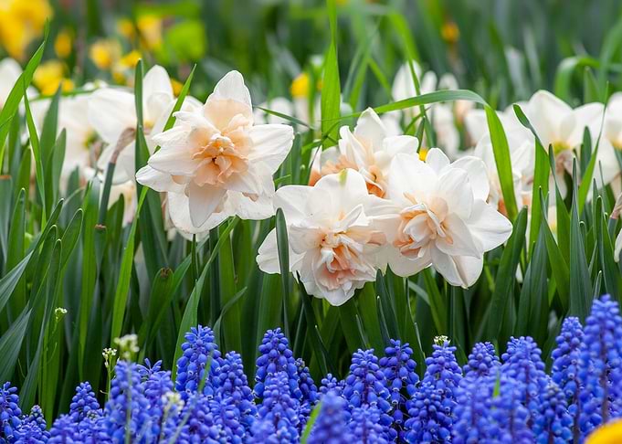 Beautiful Flowers