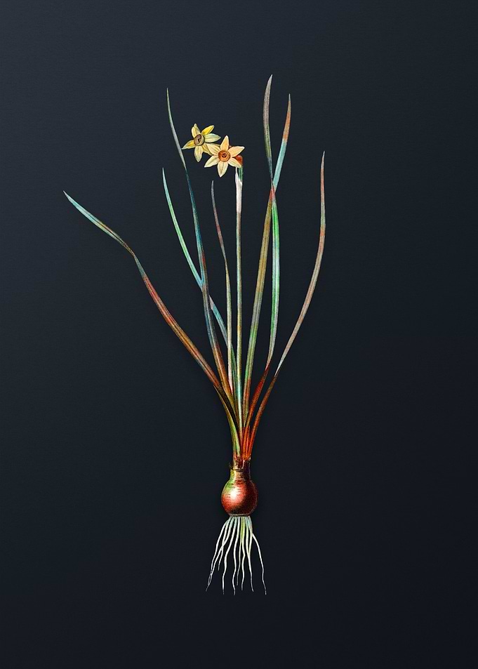 Vintage Rush Leaf Jonquil