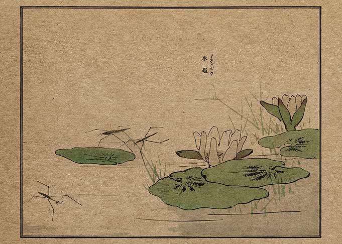 Water striders