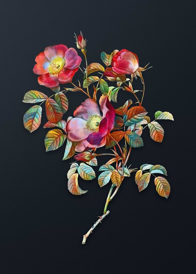Vintage Rose of Love Bloom