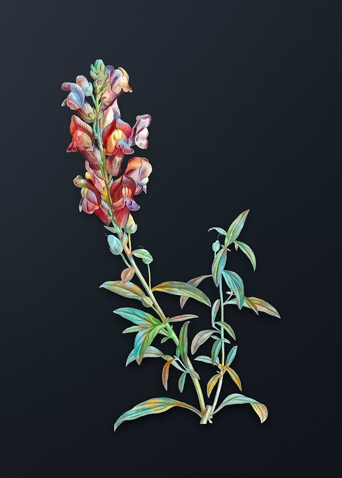 Vintage Red Dragon Flowers