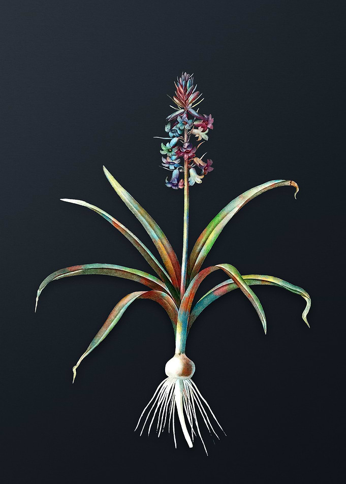 Vintage Scilla Patula