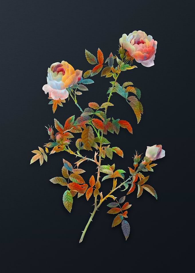 Vintage Rose of the Hedges