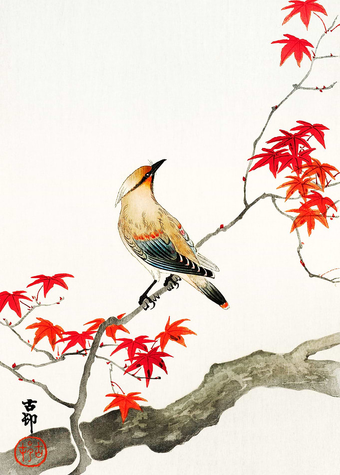 Bird on maple