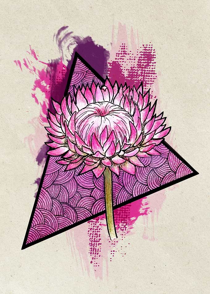 Pink Italicum Light