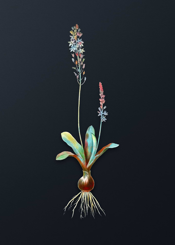 Vintage Scilla Obtusifolia