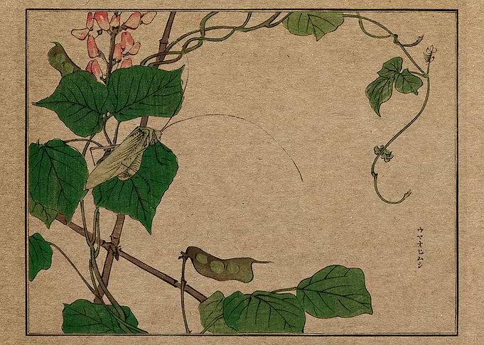 Locust on a leaf