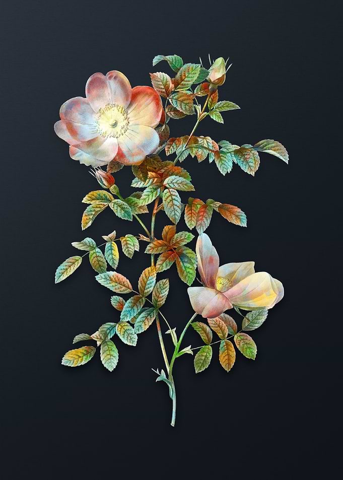 Red Sweetbriar Rose Flower