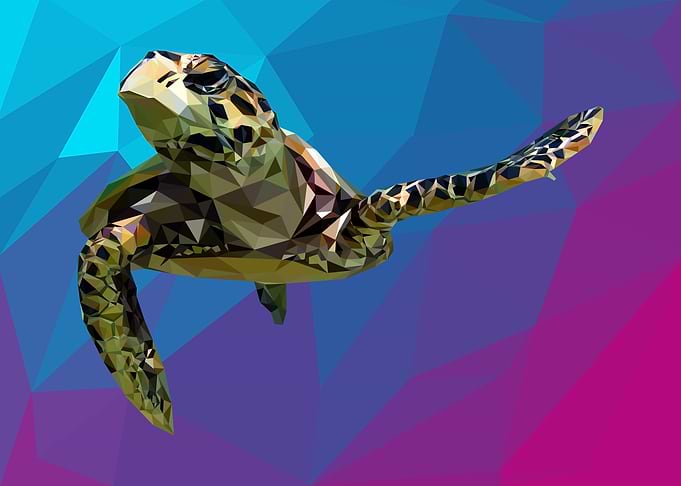 nursery animal tortoise