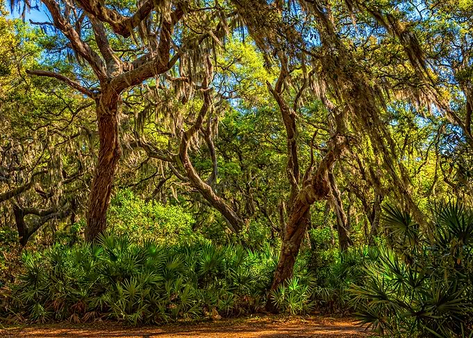 Cumberland Island