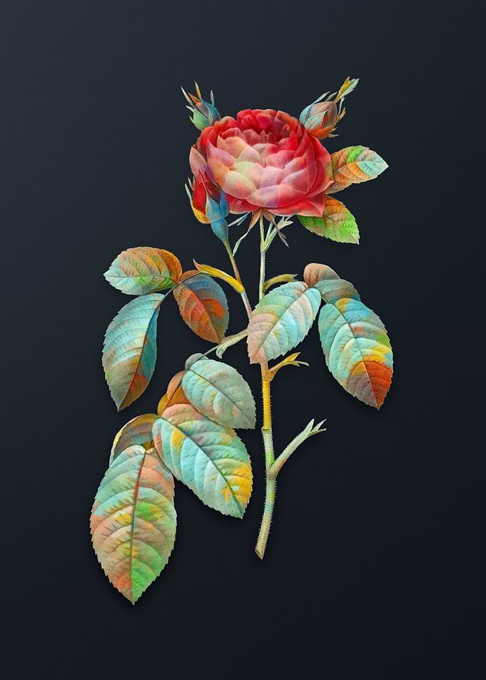 Vintage Red Gallic Rose