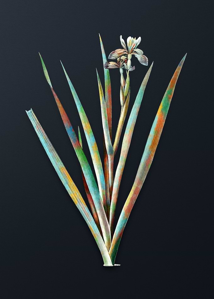 Vintage Stinking Iris