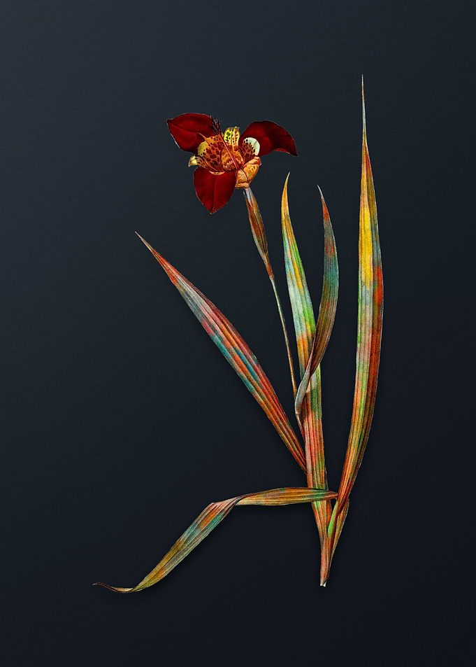 Vintage Tiger Flower