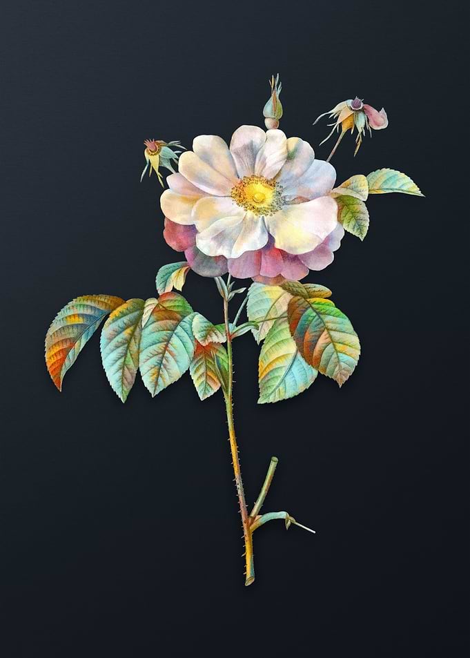 Speckled Provins Rose