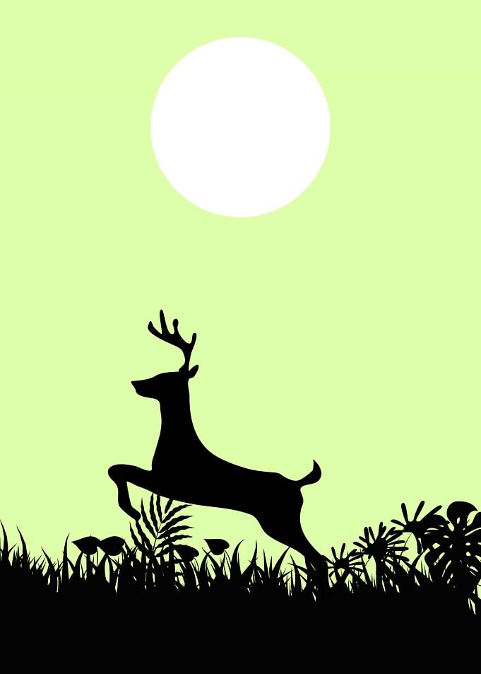 Deer