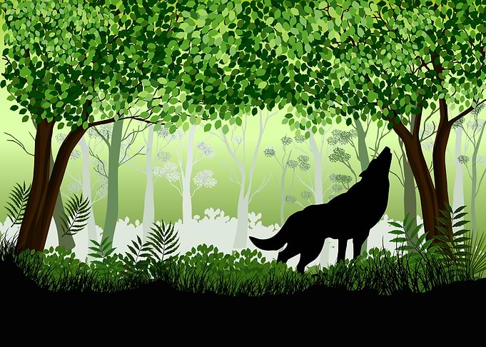 Wolf