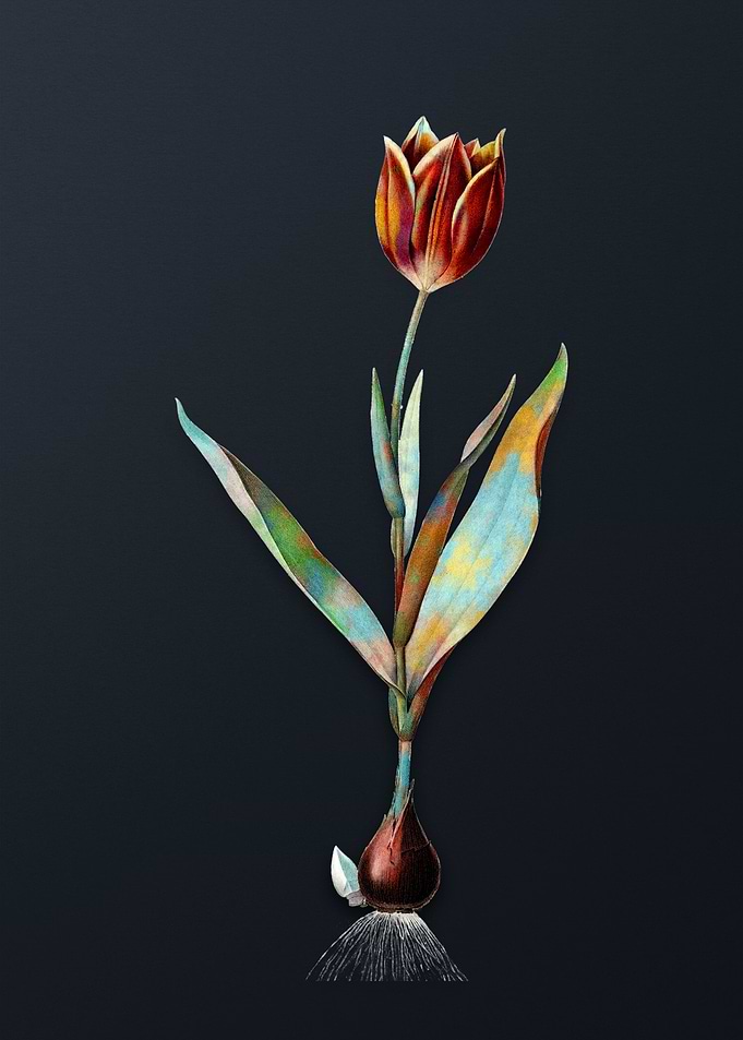 Vintage Tulip Flower