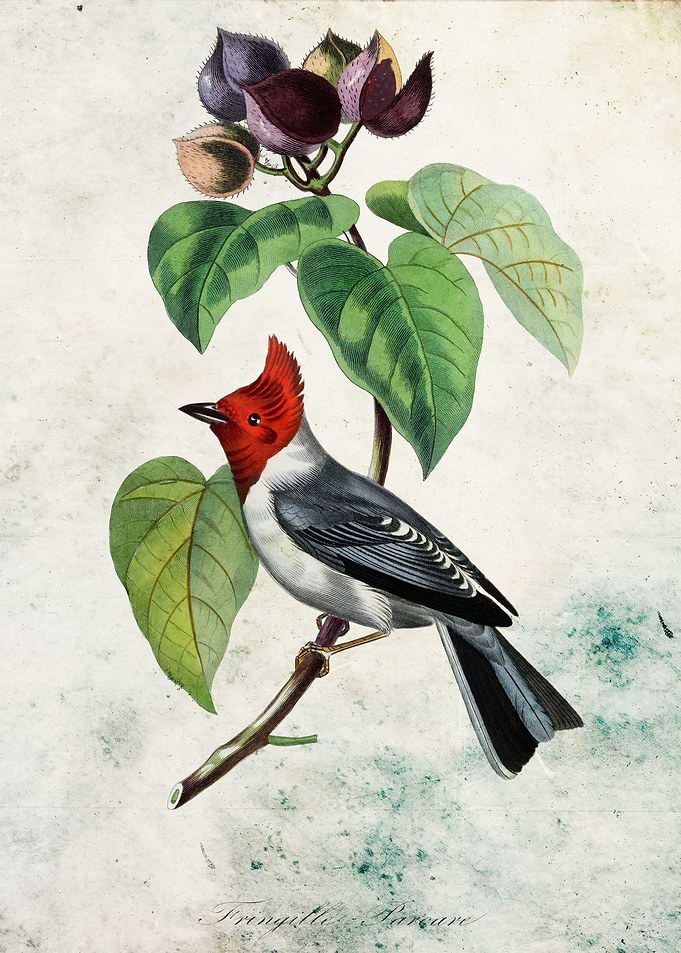 Fringilla bird