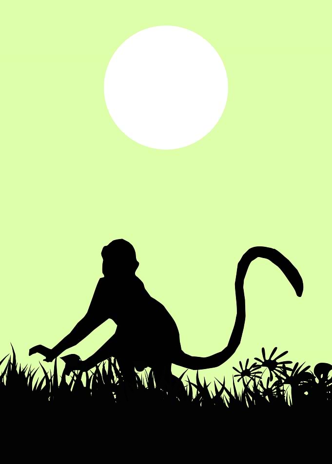 Monkey