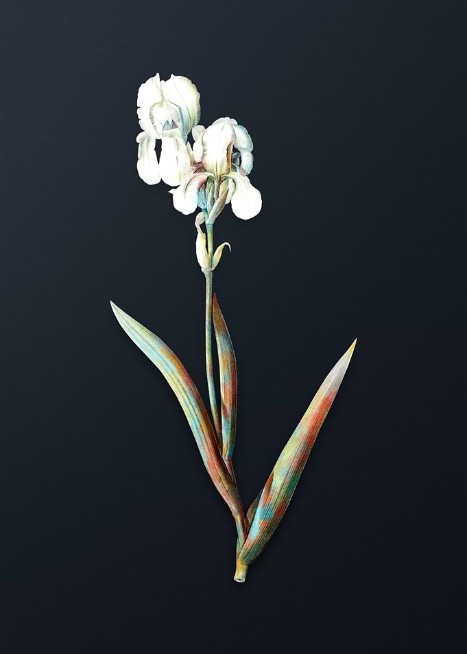 Vintage Tall Bearded Iris
