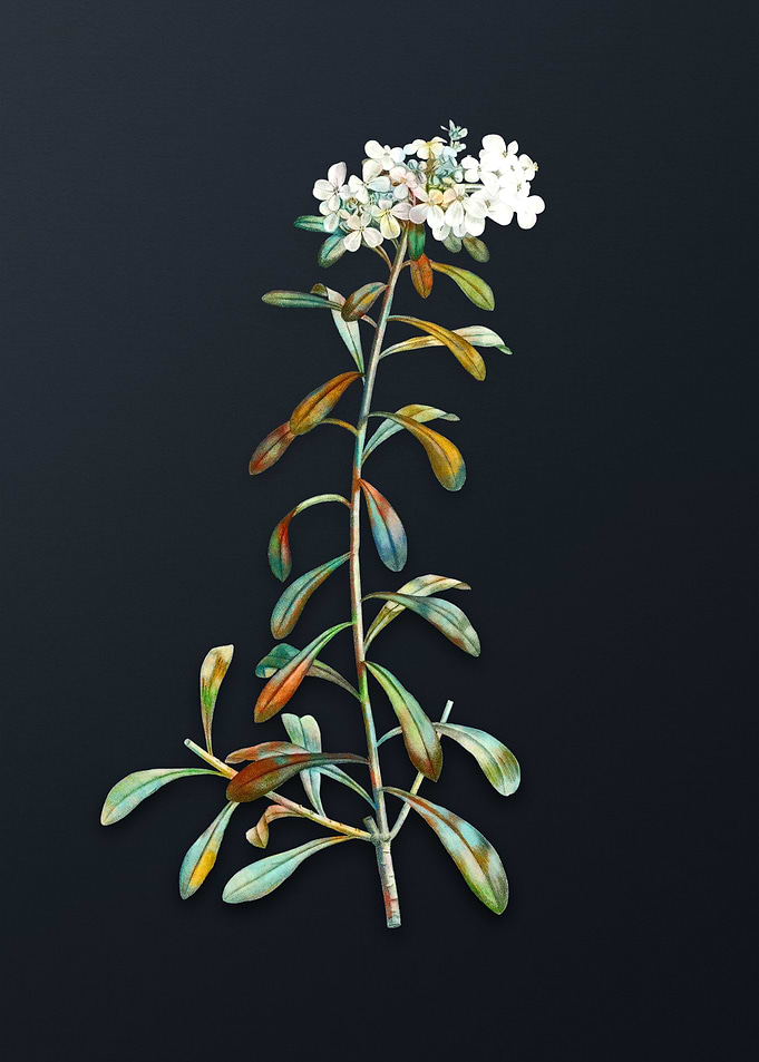 Small White Flower