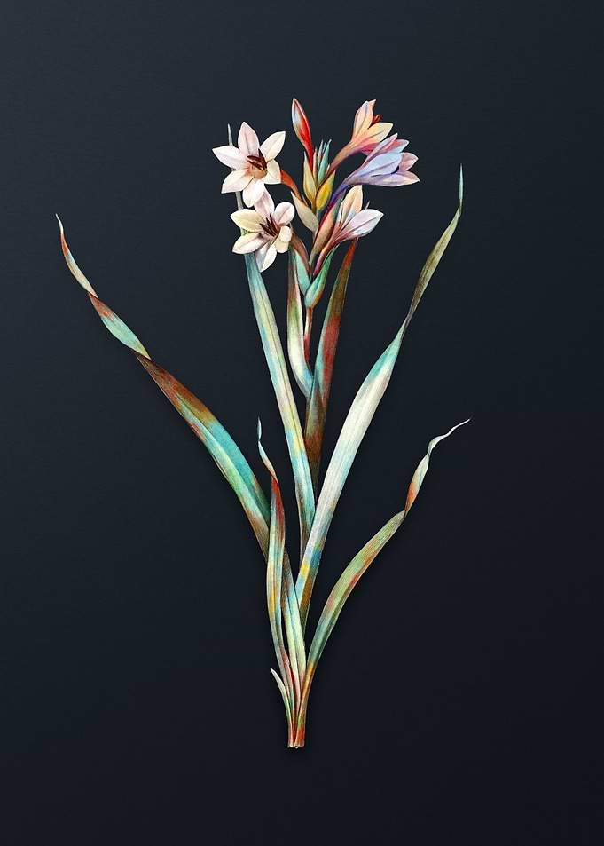 Vintage Sword Lily Flower