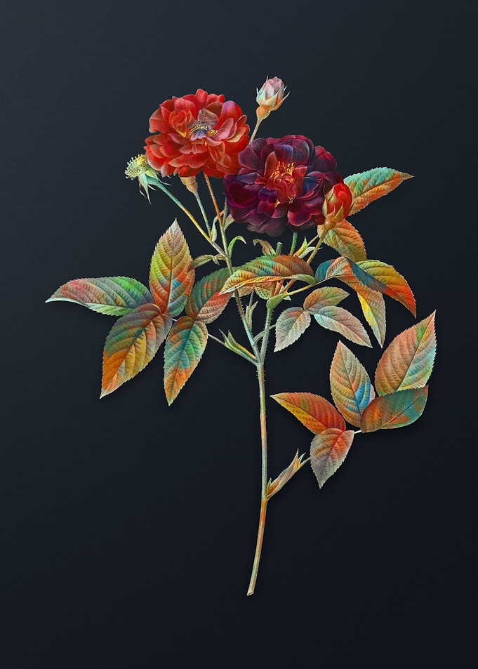 Vintage Van Eeden Rose