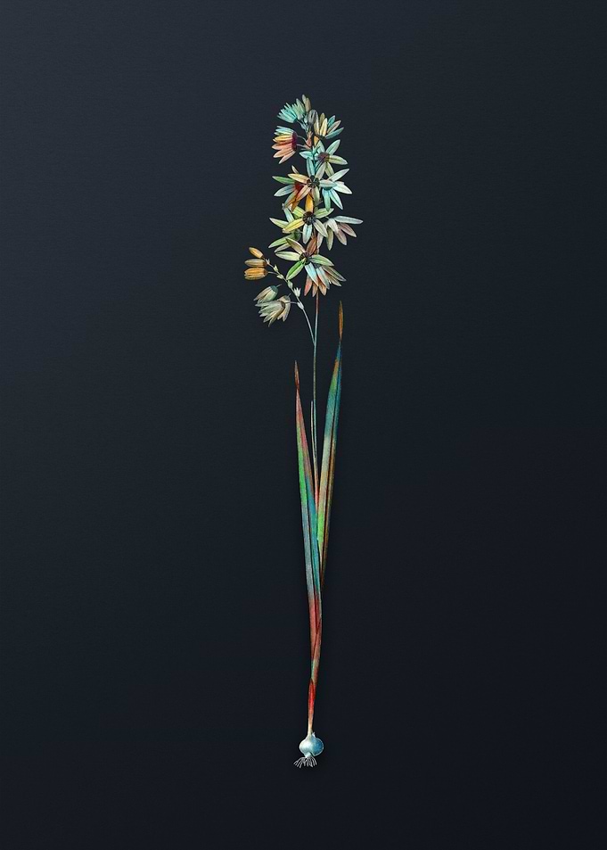 Vintage Turquoise Ixia