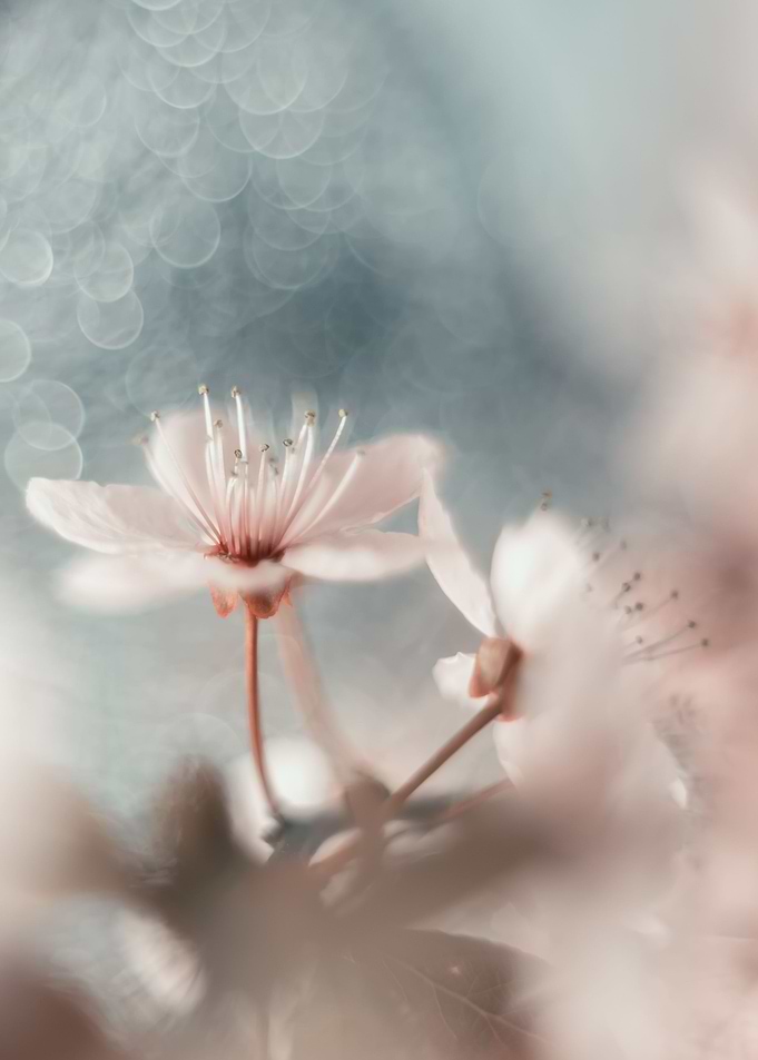 White Cherry blossom, tree