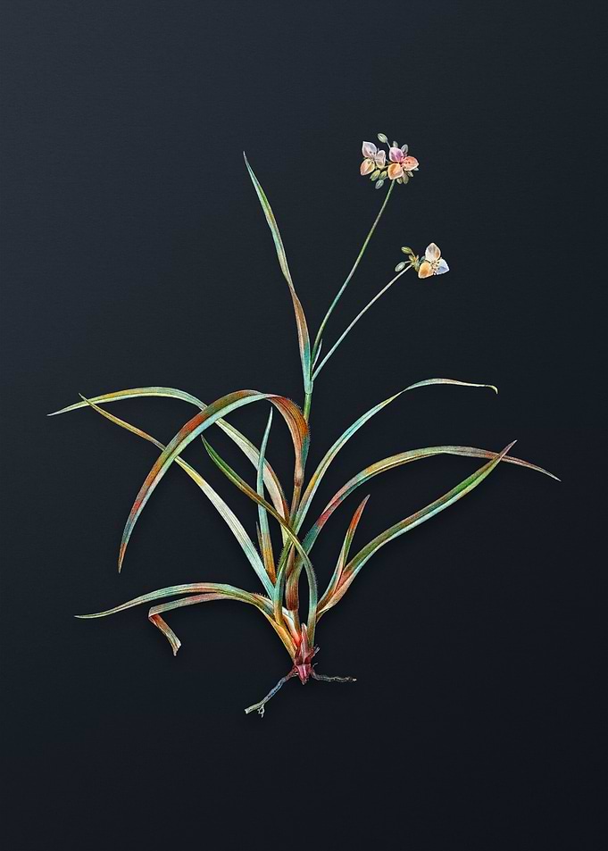 Vintage Spiderwort Flower