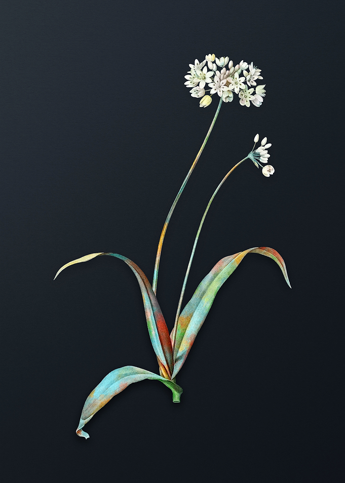 Vintage Spring Garlic