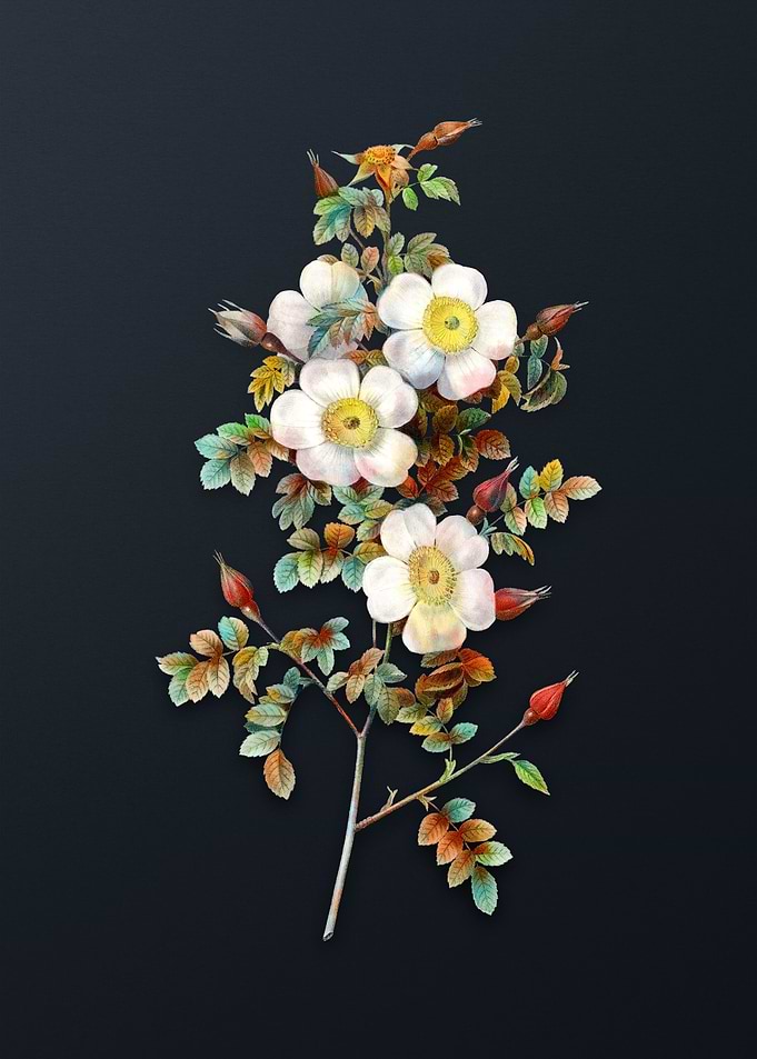 Thornless Burnet Rose