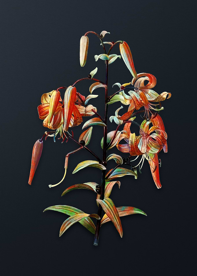 Vintage Tiger Lily Flower
