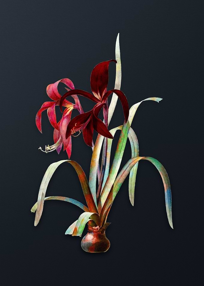 Vintage Sprekelia Flower