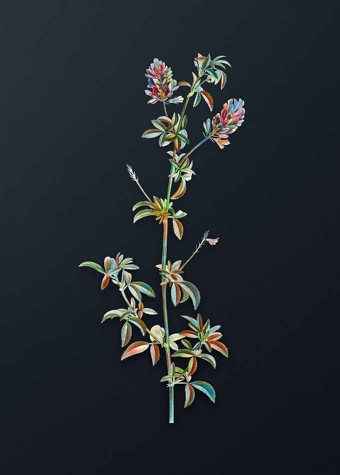 Spanish Clover Bloom