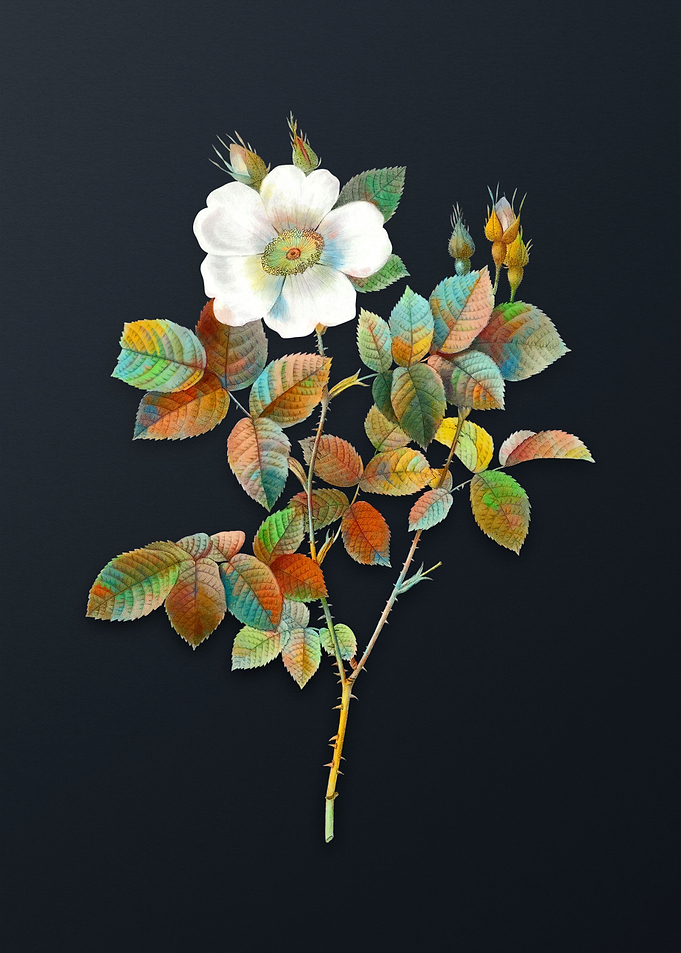Twin Flowered White Rose