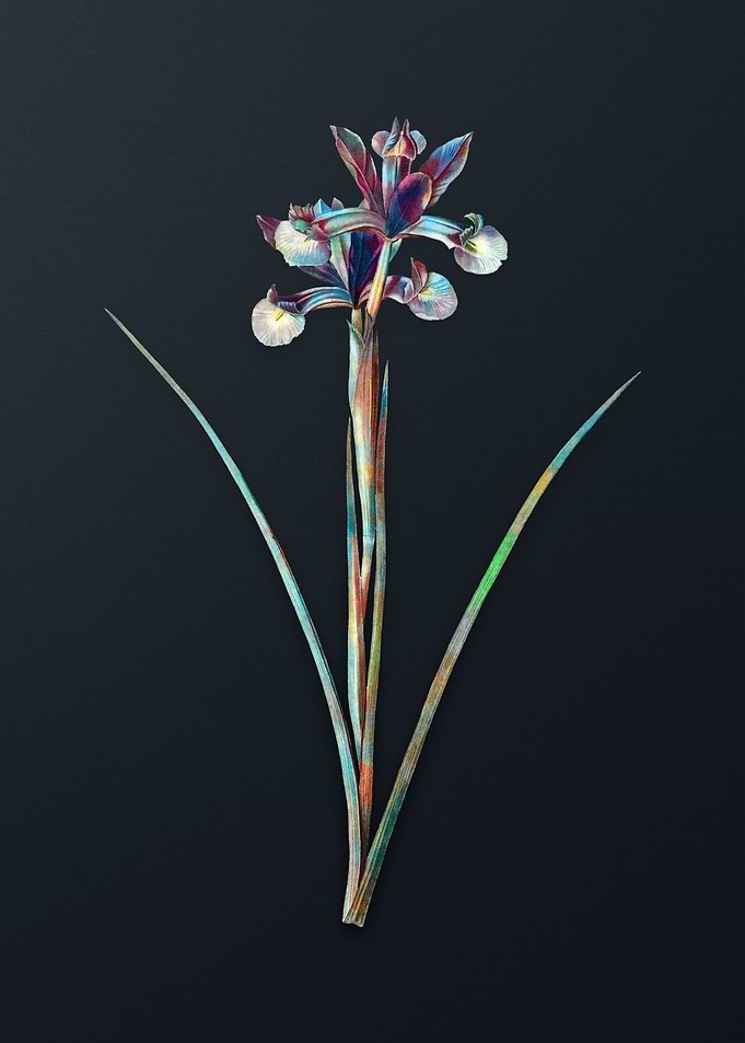Vintage Spanish Iris