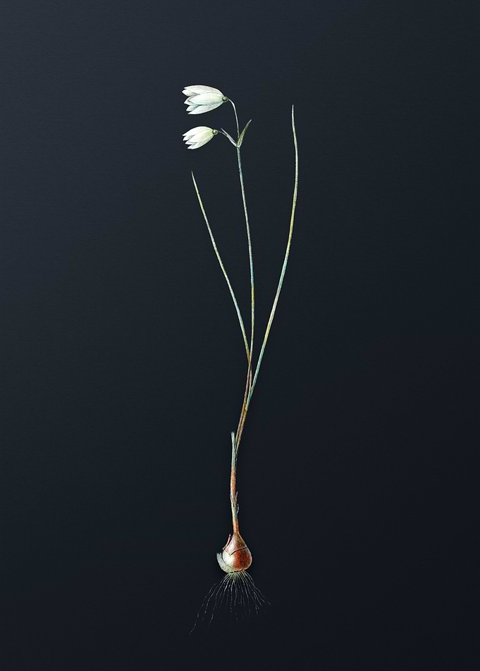 Vintage Snowbell Flower