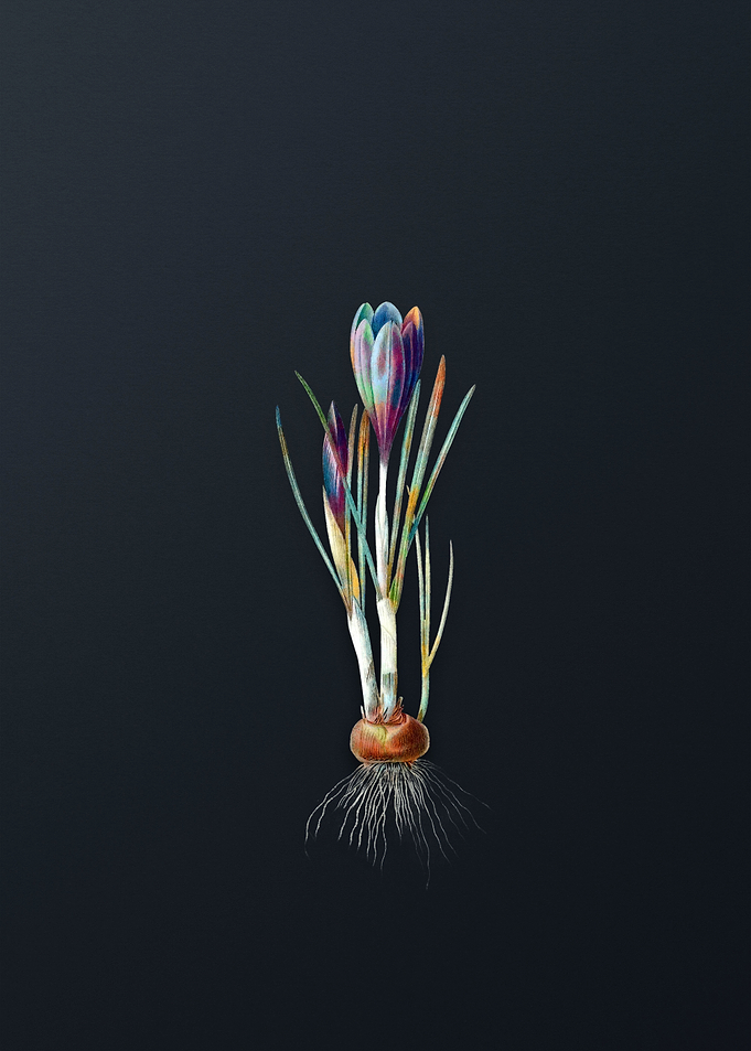 Vintage Spring Crocus
