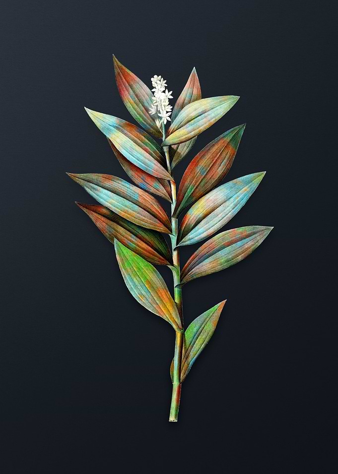 Vintage Smilacina Stellata