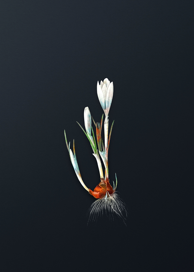 Vintage Spring Crocus