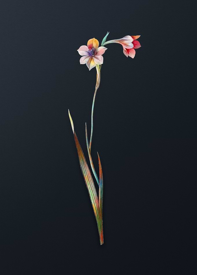 Vintage Sword Lily Flower
