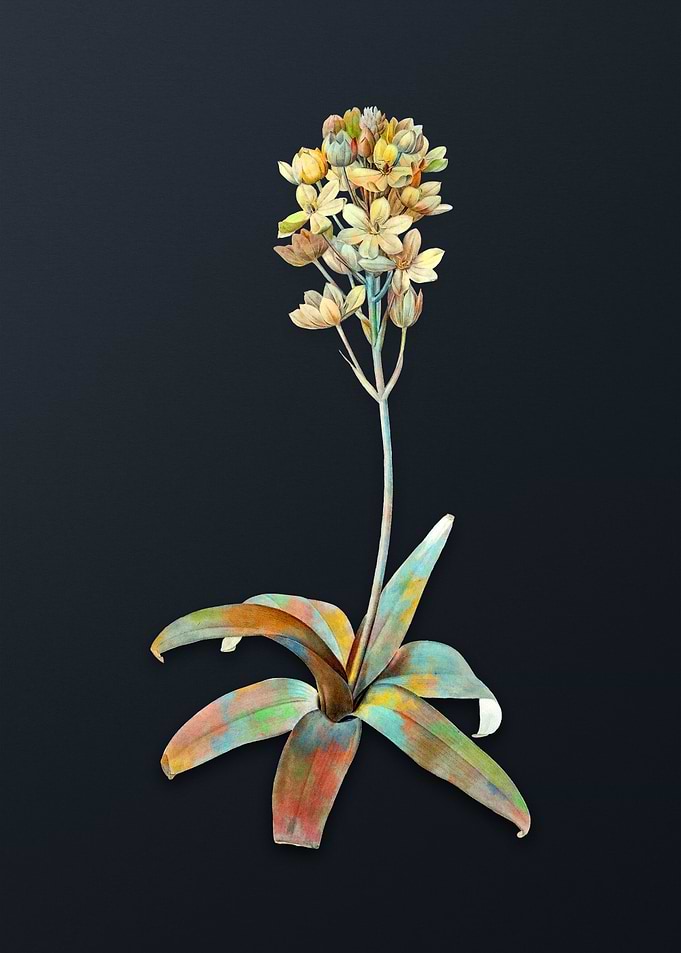 Vintage Sun Star Flower