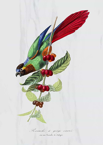 Parakeet bird