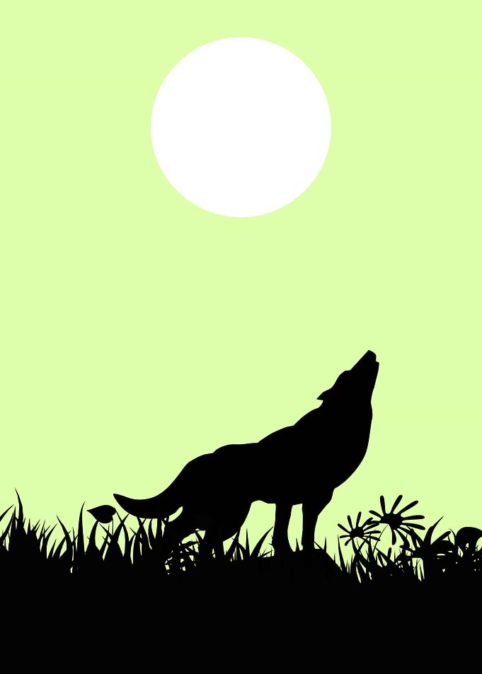 Wolf Cute Animal