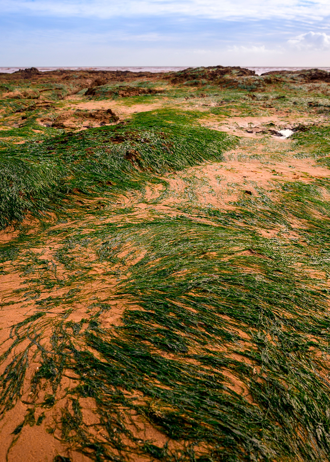 Seagrass